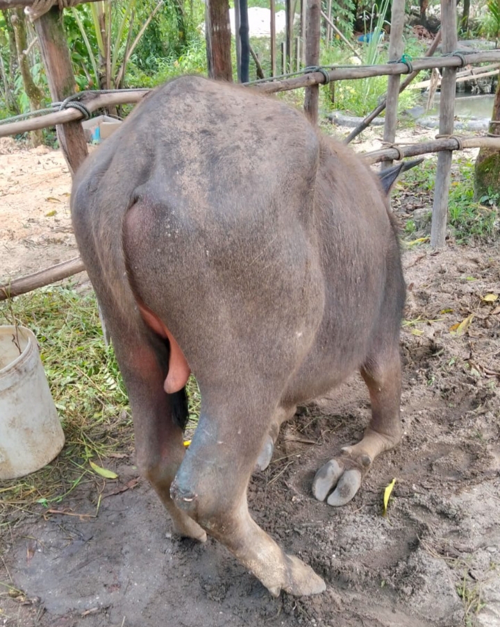 Digigit Harimau, Kerbau Warga di Desa Pulau Padang Luka Parah Dibagian Lutut