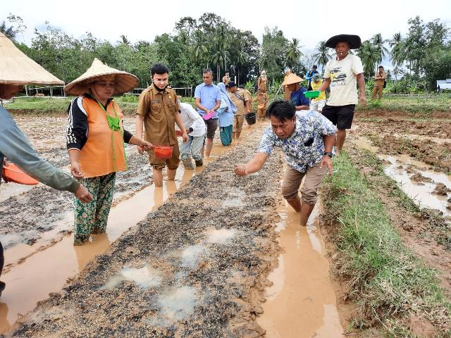 Musim Hujan, Petani Tanjung Simandolak Tangkarkan Benih Padi IP200
