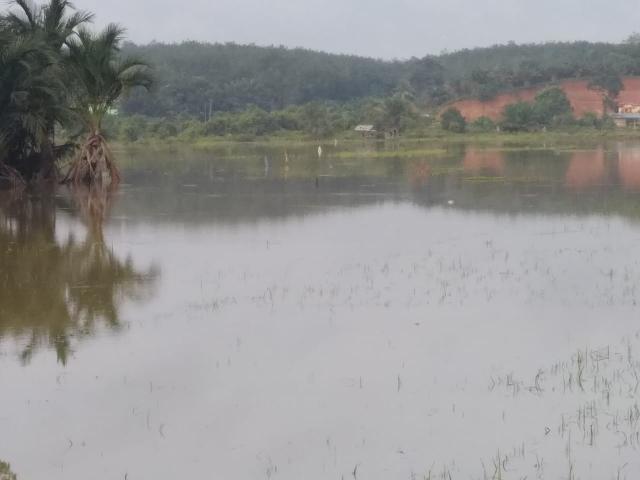 Debit Air Sungai Kuantan Kembali Naik, Sejumlah Areal Persawahan Terendam 