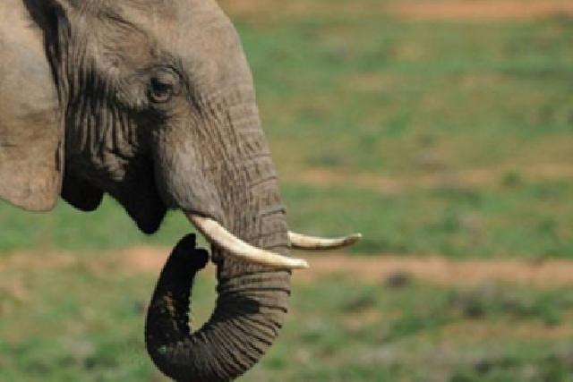 Keasyikan Foto-foto, Pria Inggris Tewas Terinjak Gajah di India