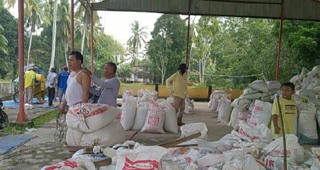 Produksi 26 Ton , Tanjung Simandolak Desa Panangkar Benih Padi Pertama di Kuansing