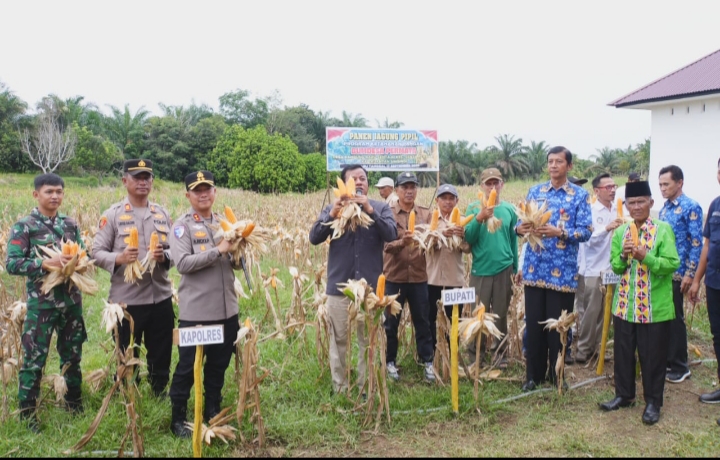 Bumdes Permata Kampung Baru Sentajo Gelar Panen Raya, Hasilkan 4.5 Ton Jagung Pipil