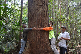Izin Kayu Jalur Belum Keluar dari KLHK,  Mardianto Manan :  Bangun Lagi Hutan Larangan