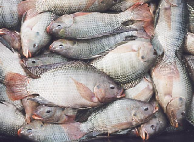Nasib Petani, Harga Jatuh,  Ikan Luar Banjiri Pasar Kuansing