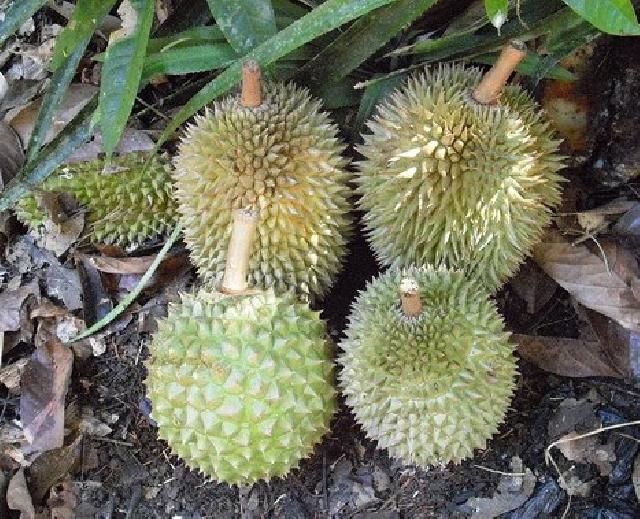 Mencari Durian di Malam Hari, Tradisi Yang Masih Bertahan