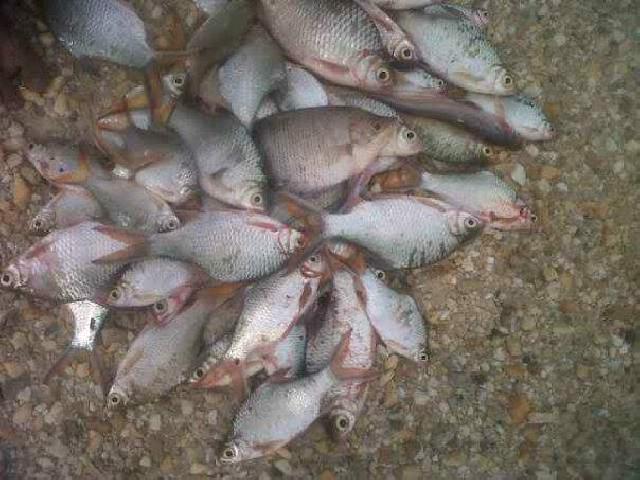 Diduga Akibat Limbah, Ribuan Ikan Mati di Kawasan Pucuk Rantau