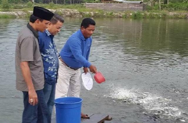 Mardjan Ustha-Muslim Tinjau Usaha Kolam Ikan Terbesar di Kuansing