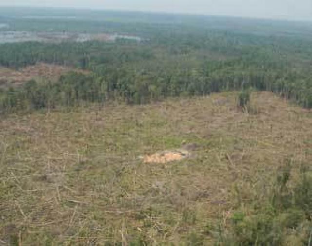 Mentri LHK Diminta Selamatkan Hutan Lindung Bukit Betabuh