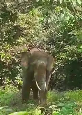 Kawanan Gajah Berkeliaran Di Desa Gunung Melintang Kuantan Hilir