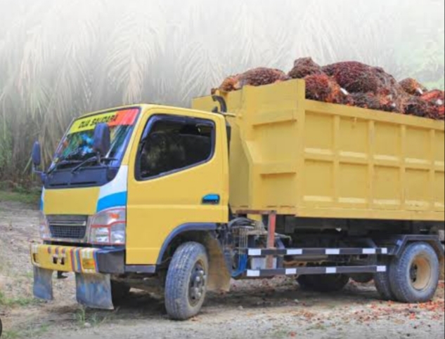 Ketatnya Persaingan Jasa Angkutan Buah Kelapa Sawit di Kuansing,  Truk Banyak dan Banting Harga