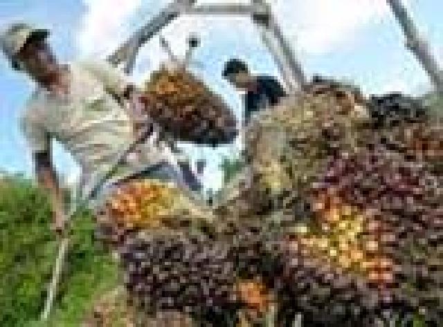 Petani Sawit Riau Cemaskan Harga TBS tak Kunjung Membaik