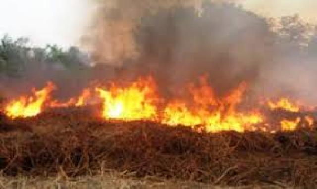 Korban Kebakaran Hutan di Riau Akhirnya Meninggal 