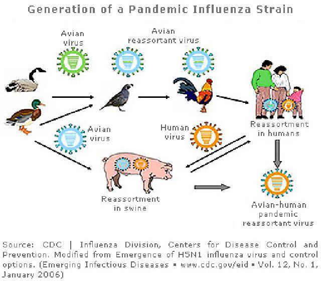 Positif Flu Burung, Disnak Musnahkan 78 Ekor Ayam 