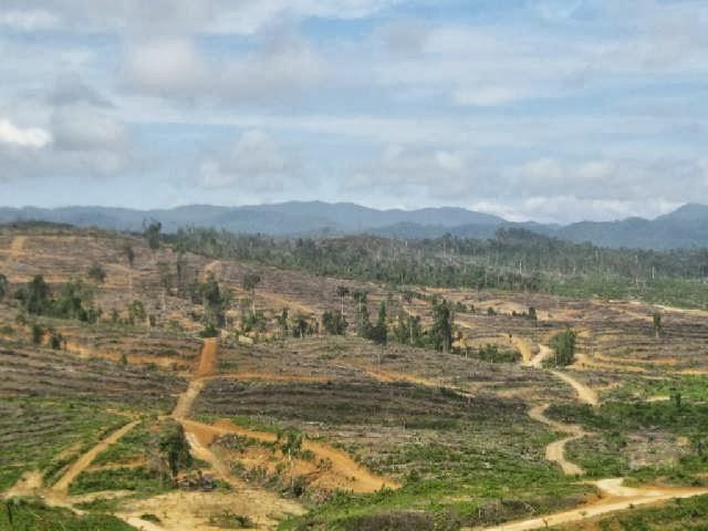 KPK Diminta Penjarakan Pencaplok Lahan Hutan Bukit Betabuh dan HPT Sumpu
