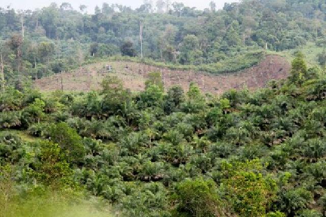 Pejabat Buka Ribuan Hektar Kebun di Hutan Lindung Bukit Suligi