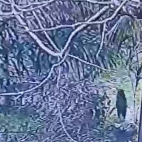 Beruang Berkeliaran Terlepas Dari Kelompok Dan Kaki Terluka, Mampu Berjalan 25 KM Dalam Sehari 