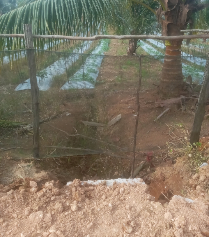 Petani Protes, Proyek Gorong-gorong Ancam Rusak Kebun Cabe Miliknya Karena Terjangan Air