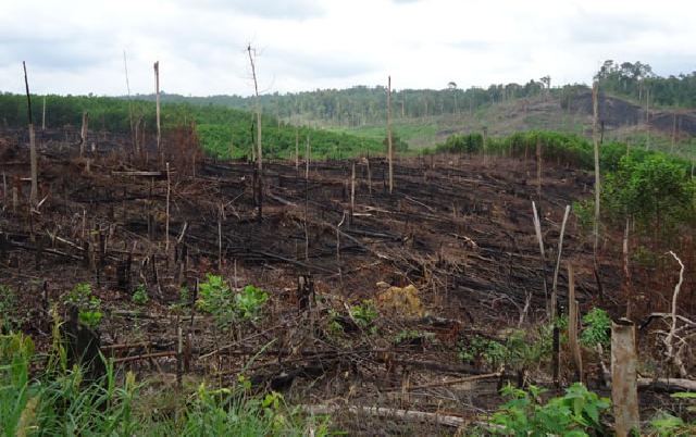 Astaga, Hutan Tesso Nillo Dibakar Lalu Dijual Secara Ilegal