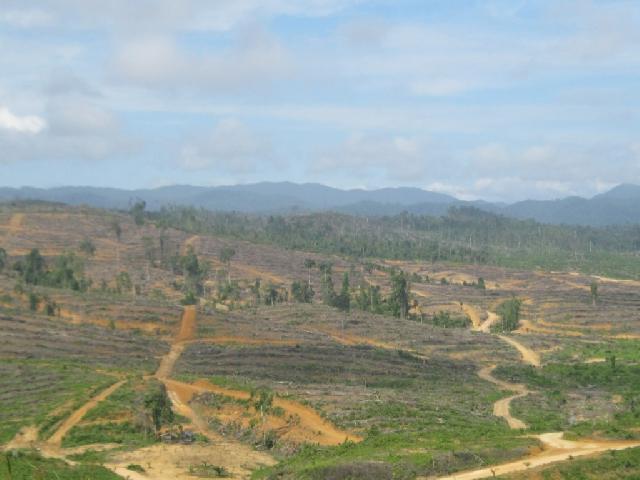 Lebih 30 Ribu Hektar Hutan di Kuansing Sudah Terjarah