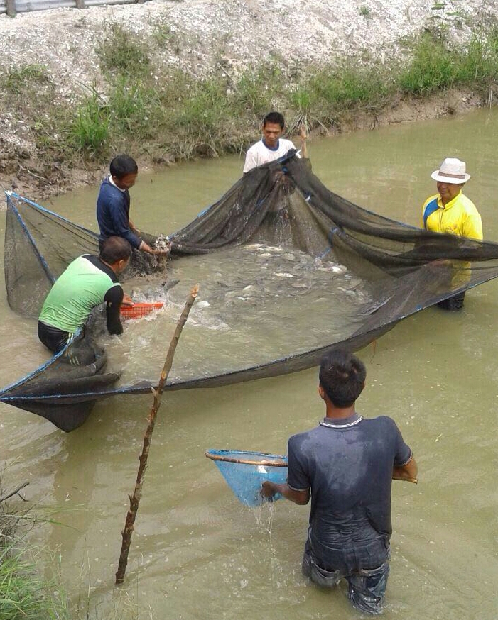 Protes Pemerintah Tak Peduli, Pemilik Kolam di Kuansing Buang  Ikan ke Sungai Kuantan