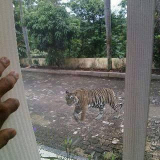 Fhoto Harimau Berjalan di Belakang Kantor BPMPKB Hebohkan Warga Tapi Diragukan Keasliannya