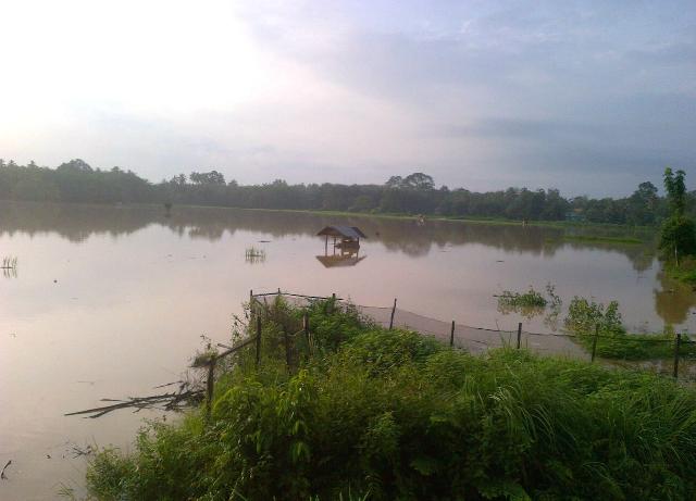 2.485 Ha Sawah Terendam Akibat Banjir di Kuansing