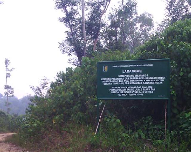 80 Hektare  Kawasan Hutan  Lindung Bukit Betabuh Dicaplok Pemodal Untuk Kelapa Sawit