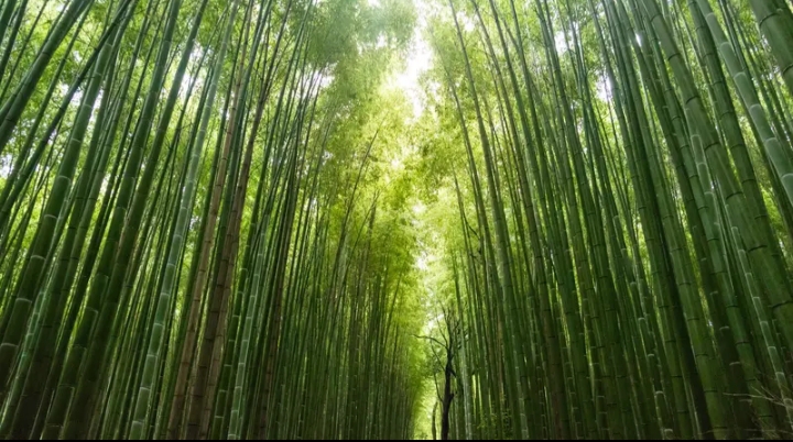 Eropa dan Cina Berminat Investasi Usaha Tanaman Bambu di Indonesia
