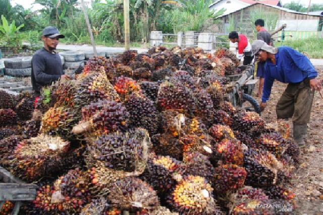 Harga TBS Kelapa Sawit Riau Tembus Rp2.242,96 per Kg