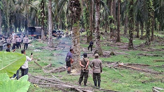 Kesatuan Pengelolaan Hutan Eksekusi Tanaman Sawit di Hutan Lindung di Aceh Tamiang