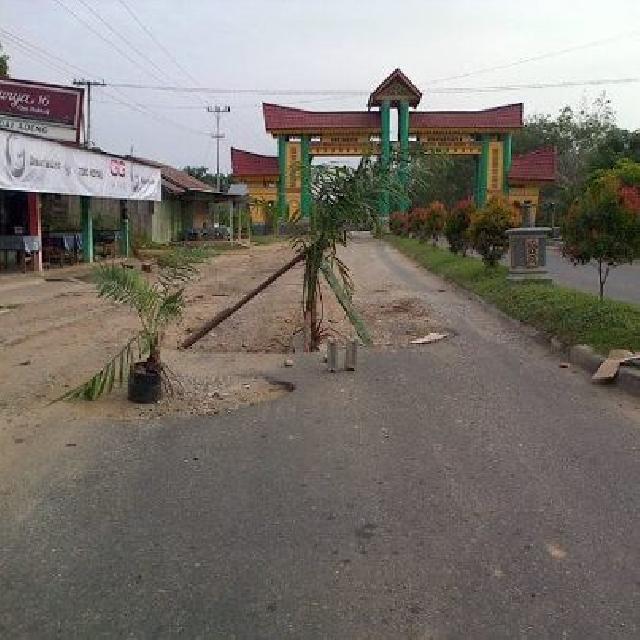 Jalan Berlubang Tak Diperbaiki, Warga Tanam Sawit di Jalan Lintas Sumatera