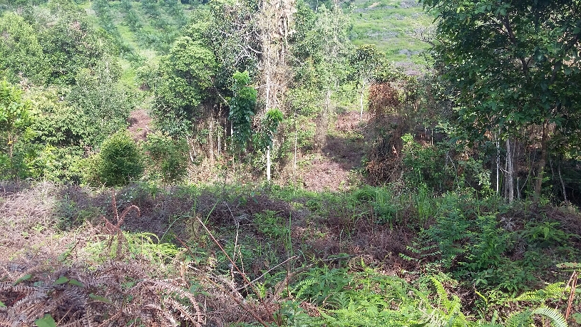 Kayu Dicuri, Hutan Kota Komplek Pemda Kuansing Ada Yang Mulai Tandus