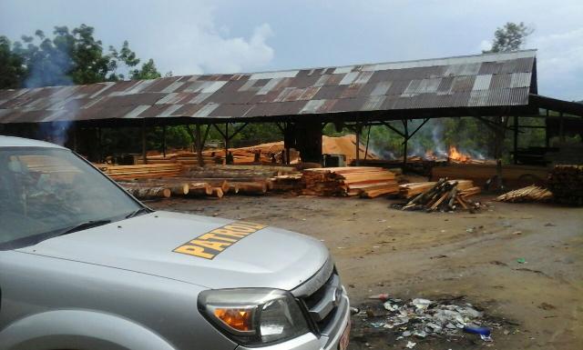 Polres dan Polhut Kuansing Amankan Pelaku Illegal Logging di Kawasan Satwa Marga Rimbang Baling