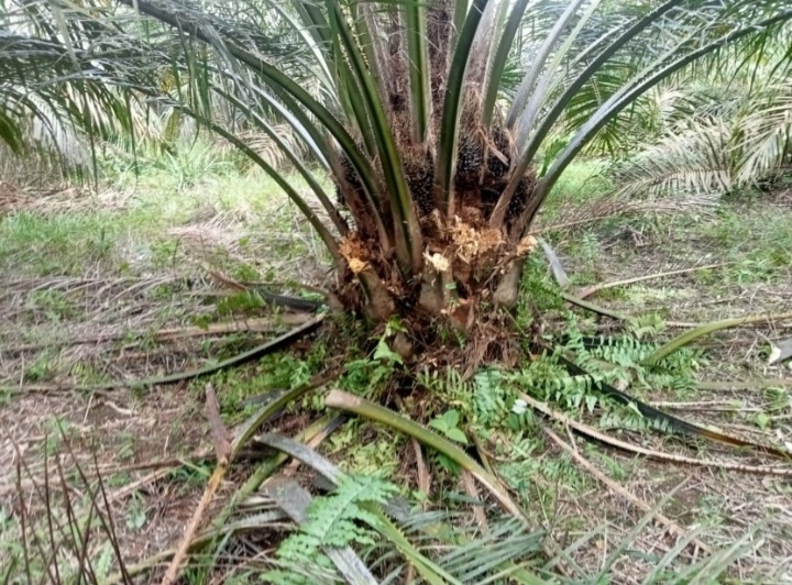 Selain Menggasak Buah, Pencuri Juga Rusak Pohon Kelapa Sawit Warga Di Kopah