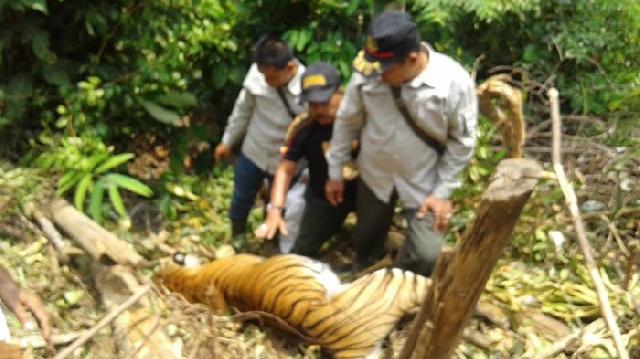 Kasus Kematian Harimau di Kuansing Ternyata Mendapat Perhatian Dunia