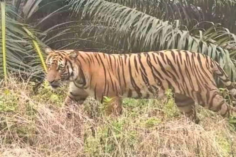 Habitat Banjir, Harimau Berkeliaran Dalam Kebun Sawit Di Batang Cenaku Inhu