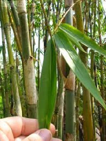 Cegah Abrasi Sungai Kuantan, Dishut Perlu Lanjutkan Penanamam Bambu