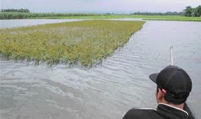 Selama Banjir, 2050 Hektar Padi Siap Panen di Kuansing Terendam