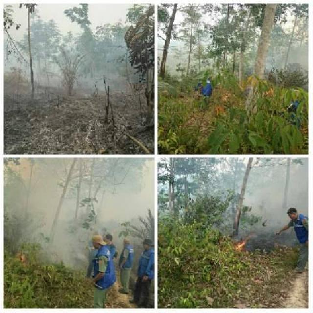 Ratusan Hektar Lahan terbakar di Pucuk Rantau, Tim Kewalahan Padamkan Api