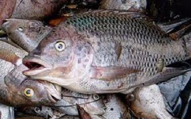 Ratusan Ikan Mati di Anak Sungai Balui Serosah,  Dituding Akibat Limbah PKS