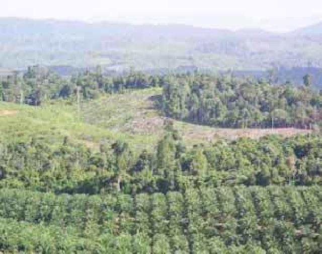 Hutlin Bukit Betabuh Disinyalir Dirambah Perusahaan Perkebunan