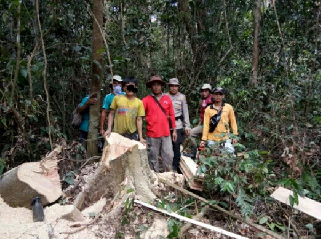 Warga dan Polisi Tangkap Pelaku Illegal Logging Dikawasan Rimbang Baling