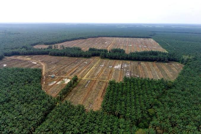 Deforestasi dan Perkebunan Sawit Jadi Ancaman Ekosistem di Riau